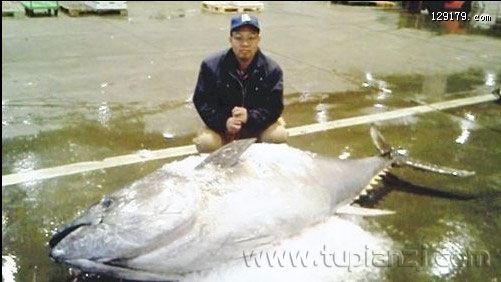 日本发现重达310公斤的巨大型黑金枪鱼