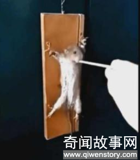 男子抓住一只老鼠后喂了一颗伟哥(图文)