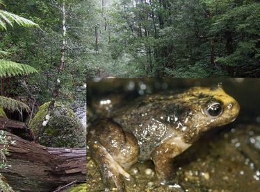 [图文]黄山发现一种奇特的动物：超声波青蛙