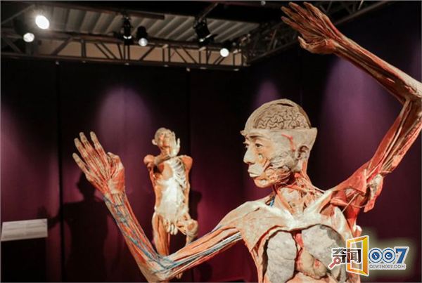 罗马“人体世界”塑化尸体展：惊悚震撼