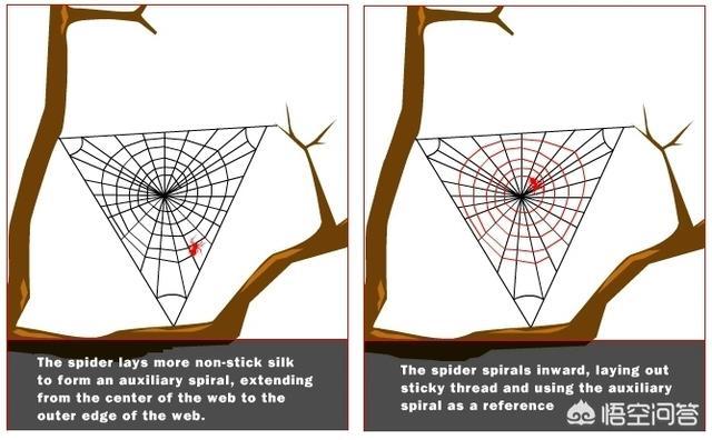 蜘蛛结网时第一跟丝是怎么拉过去的-