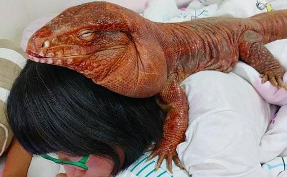 蜥蜴与主人同吃同睡 被称为爬虫界的外交官_0