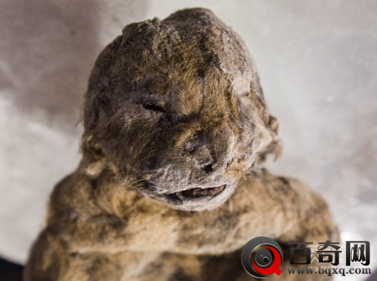 科学家欲用克隆技术复活洞狮：距今12000年