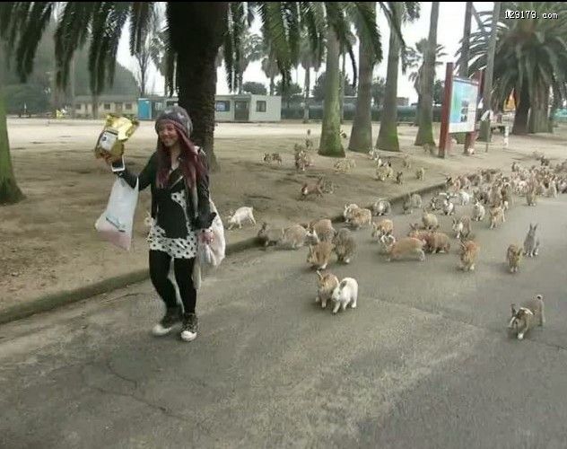 日本大久野岛兔群追赶游客讨食