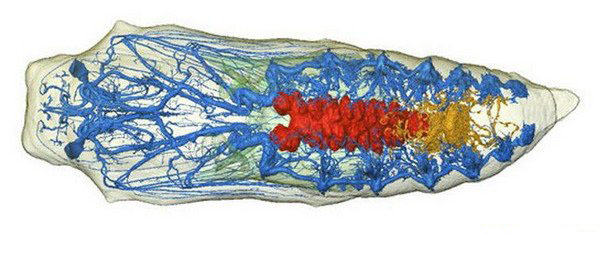 [图文]CT展示蝴蝶化茧成蝶的惊人3D图片