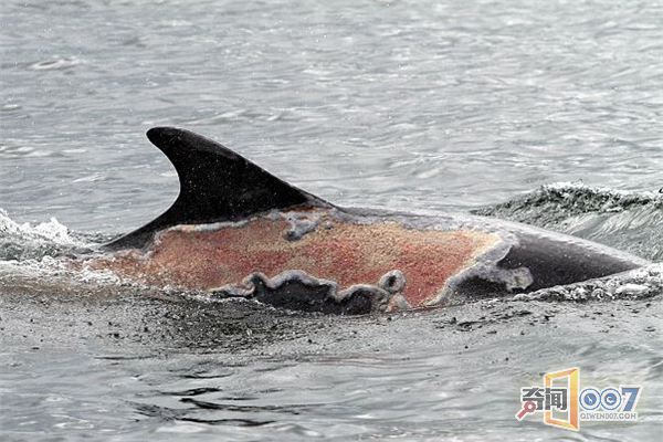 英海豚被严重晒伤 背部大面积脱皮