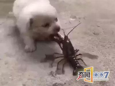 奶狗见小龙虾就舔，结果悲剧
