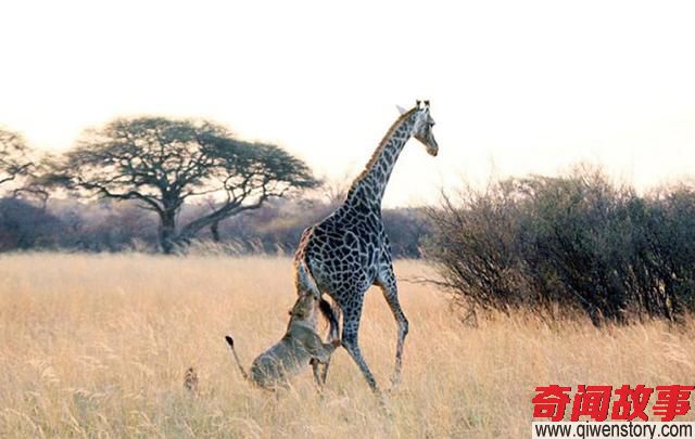 母狮攻击一只长颈鹿一直失败，最后竟然使出了鬣狗最常用的一招
