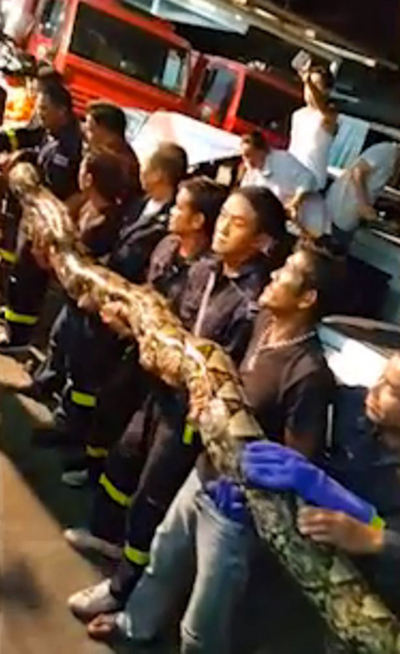 泰国中餐馆发现八米长巨蟒 惊动17名消防员才捉住它