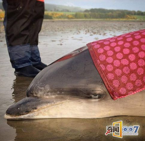 英海豚被严重晒伤 背部大面积脱皮