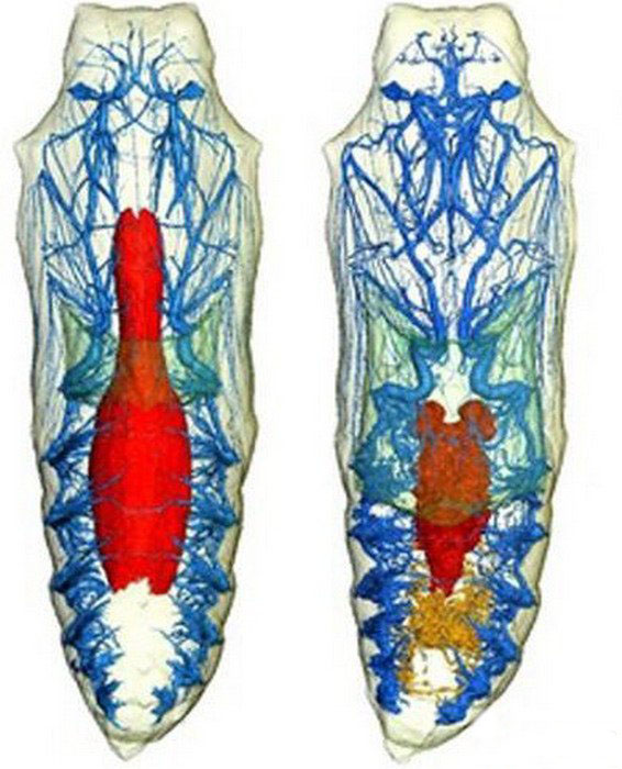 [图文]CT展示蝴蝶化茧成蝶的惊人3D图片