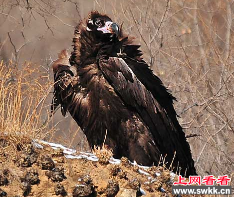 黑龙江明水县发现一只野生秃鹫