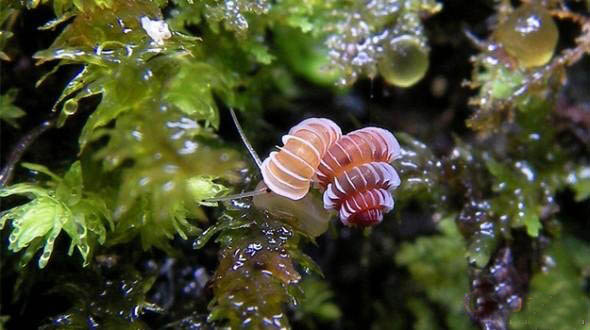 [图文]发现只有几毫米长的新新物种蜗牛
