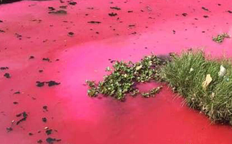 惠州小河河水红得惊人 市民叫环保局长来游泳