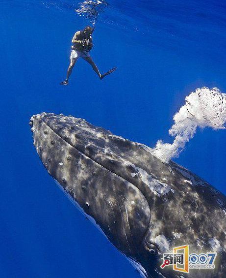 夏威夷16米座头鲸与潜水员亲切“握手”
