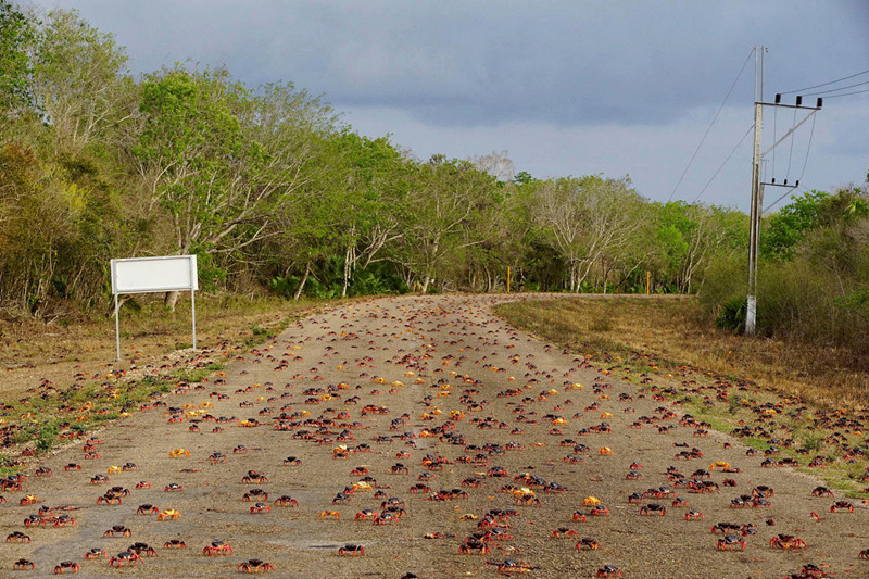 古巴百万螃蟹横行