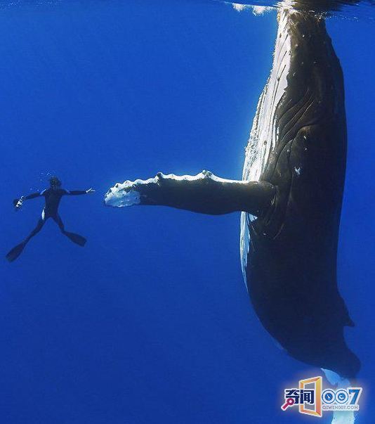夏威夷16米座头鲸与潜水员亲切“握手”