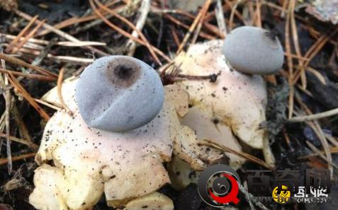 英国现神秘蘑菇新品种 长有四肢酷似人形