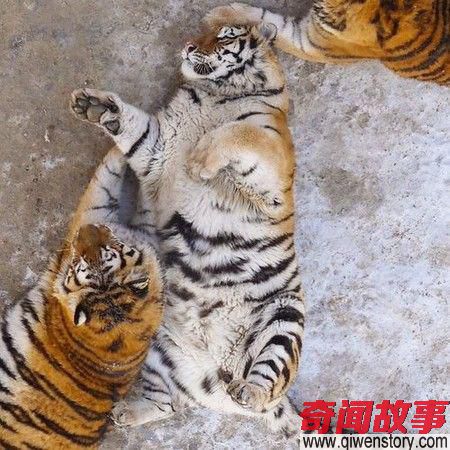 可爱 哈尔滨的老虎都走心胖成加菲猫了