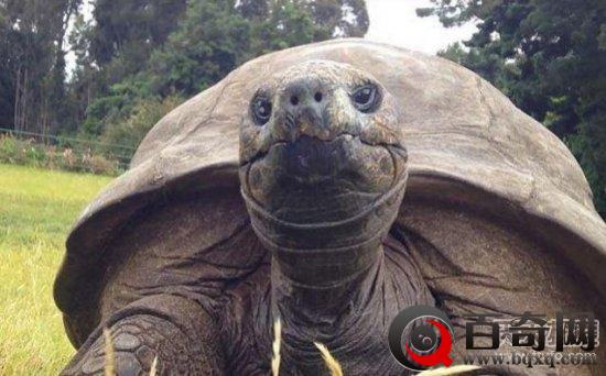 184岁高龄乌龟出生后第一次洗澡：好享受！