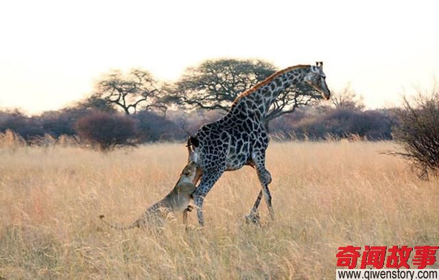 母狮攻击一只长颈鹿一直失败，最后竟然使出了鬣狗最常用的一招