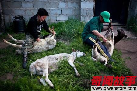 住在蒙古国的乡下 每天吃肉 是怎样的体验-