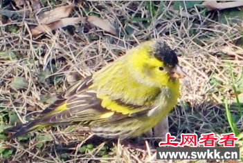 扬州首次发现珍稀鸟类黄腹山雀