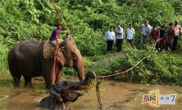 印度小象被困水塘5天奄奄一息 村民解救！