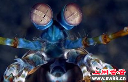 神奇螳螂虾竟拥有动物界里最佳的视力