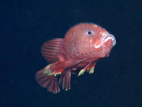 C. coloratus 极其罕见的深海琵琶鱼 最早的描述是在1891年