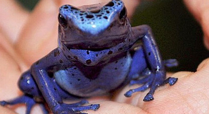 北京口岸查获活体箭毒蛙 系世界最毒物种之一