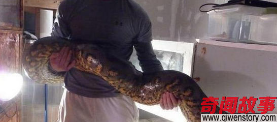 吃人大蛇绿水蚺 是世界上最大的蛇