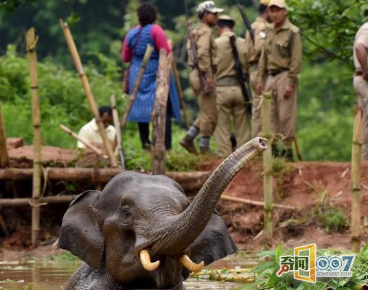 印度小象被困水塘5天奄奄一息 村民解救！