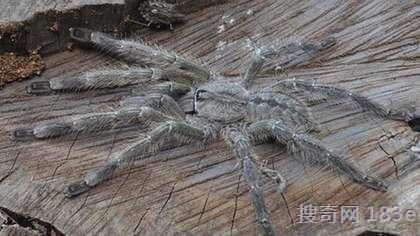 新品种发现　巨型蜘蛛大如人脸