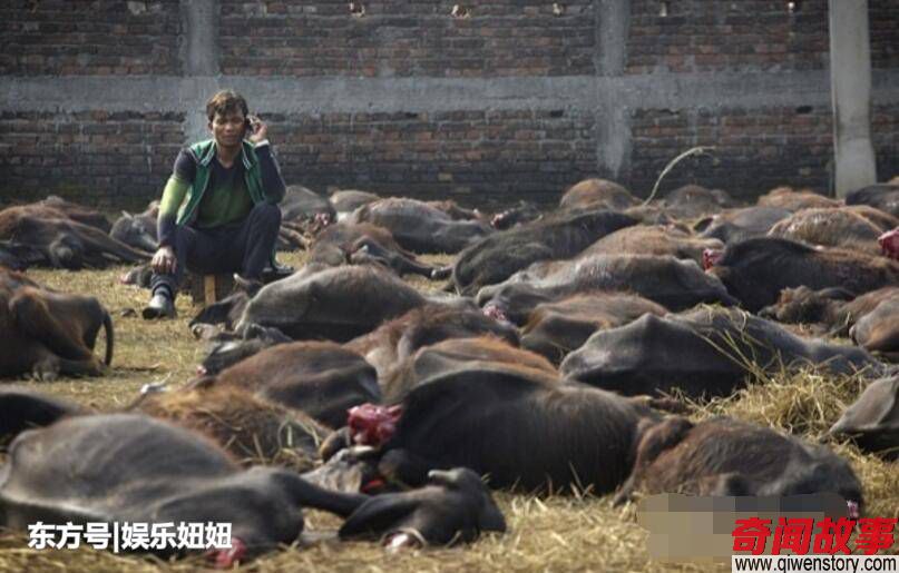 尼泊尔“女神节”屠杀数十万动物，比玉林“狗肉节”还招人恨！