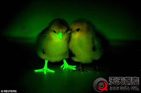 科学家培育转基因荧光鸡 可克制禽流感
