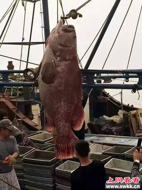 南澳惊险350斤巨型石斑鱼 被誉为上等佳肴