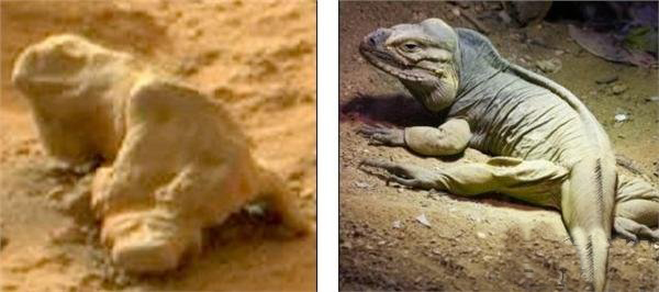 好奇号在火星上拍到神秘生物 外形酷似鬣蜥