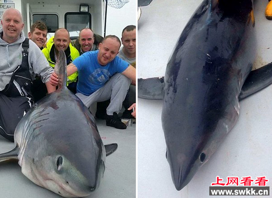 海钓爱好者意外钓到重达400斤鼠鲨 合影后放生