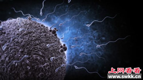 科学家用皮肤细胞造出精子卵子 图