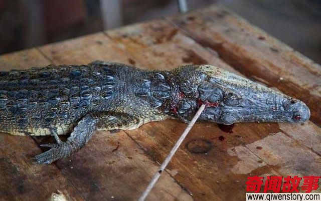 恐怖活剥鳄鱼皮卖出天价 偷猎者的利益杀戮
