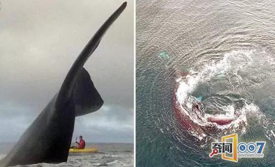 兄弟俩出海遇60吨巨鲸 甚至可以摸到