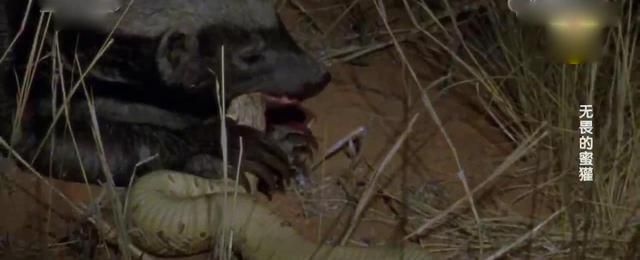 动物奇闻：蜜獾咬死毒蛇后毒发身亡，2小时后爬起来继续吃饭！