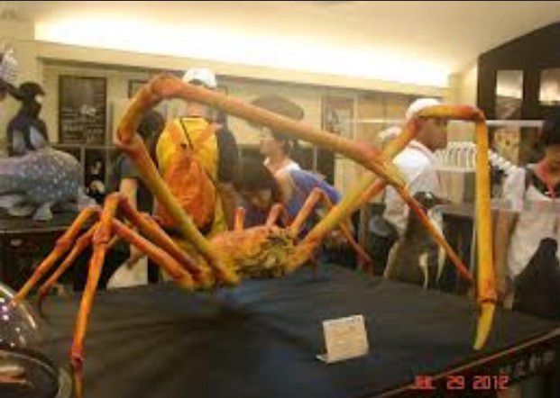 世界上最大的蟹