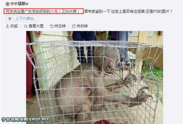 网传湛江现传说中的水鬼——水猴子 官方辟谣称非水鬼