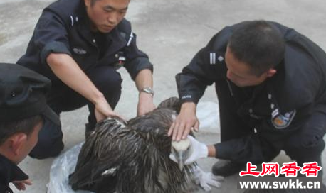 四川阿坝州民警救助放飞一只秃鹫