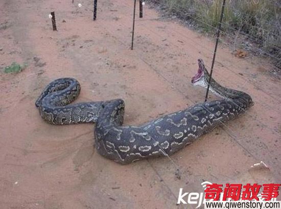 四川现世界上最大的蛇 巨蟒所过之处狂风大作