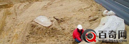 智利沙漠惊现史前鲸鱼化石
