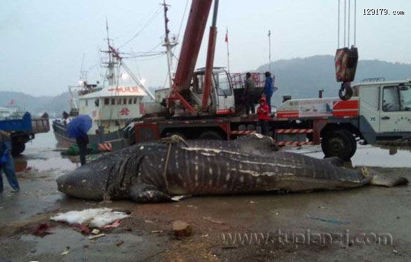 温州渔民捕获巨鱼重达上万斤