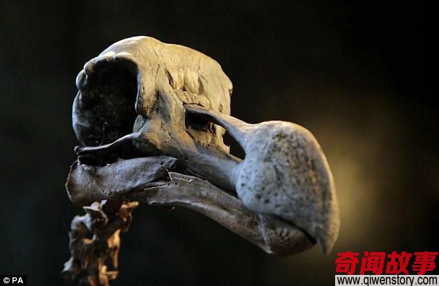 世界私人保存最完整渡渡鸟骨架